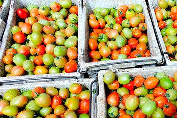 Ripe Tomatoes in the Basket, Vibrant Red Tomatoes With Fresh Harvest.
