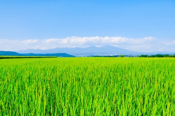 Obraz premium 田園風景