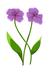 Obraz premium Blossom Flower Beautiful