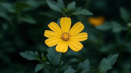 Obraz premium Single yellow flower in bloom, dark green background.
