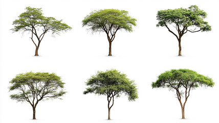 Collection of isolated African acacia trees on a white background. Plant and flower concept