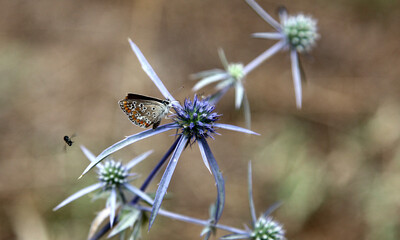 A butterfly and a bee perched on a prickly pear flower