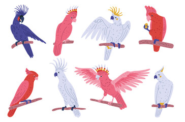 Vector illustration of a set of cockatoo parrots on a white background.