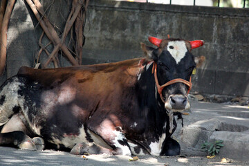 large black cow sitting on the road