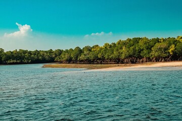 Scenic view of Mangrove trees on the meandering estuary of the Ramisi River in Funzi Island, Diani Beach, Kenya 