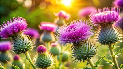 Vibrant Summer Thistle Flowers in a Blooming Garden