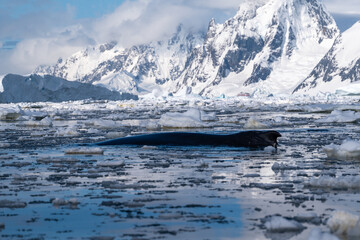 Aerial view of humpback whale on the water. Humpback whale's bac