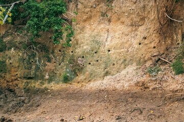 Kingfisher birds village - holes on the wall of a river bank used by birds as their home on the banks of Ramisi River in Funzi Island, Diani, Kenya
