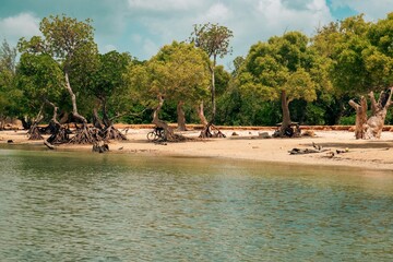 Scenic view of Mangrove trees on the beach at Funzi Island in Diani Beach, Kenya 