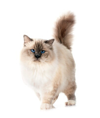birman cat in studio