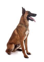 malinois in studio