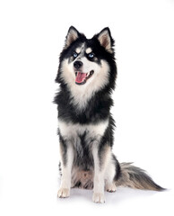 Fototapeta premium Pomsky in studio