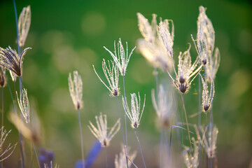Delicate Wild Grasses with Soft Focus Against a Green Background