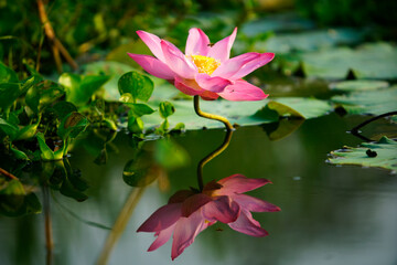 Beautiful Pink Lotus Flower Reflecting in Calm Water Surface