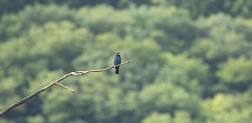 森の中を飛び回る美しい野鳥　ブッポウソウ