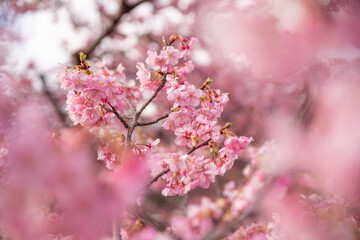 満開に咲く早咲きの河津桜