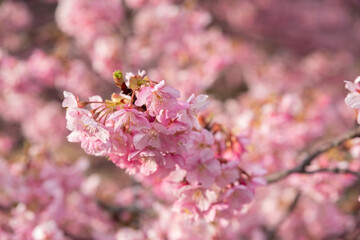 満開に咲く早咲きの河津桜