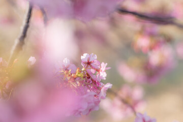 満開に咲く早咲きの河津桜