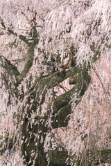 満開の枝垂れ桜をクローズアップで撮影