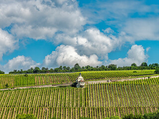 Scenic View of Vineyard on Rolling Hills Under a Clear Blue Sky, River Main, Germany