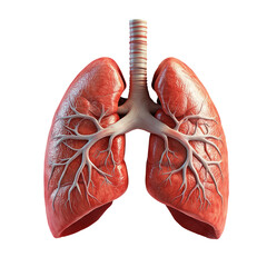 3D lungs on transparent background (png format)