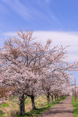 Obraz premium 北海道伊達市、桜が咲き誇る胆振線跡地・風のメモリー【4月】