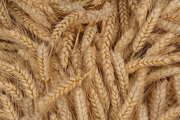 Golden Wheat Ears Close-up