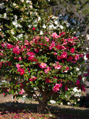 満開のサザンカの木