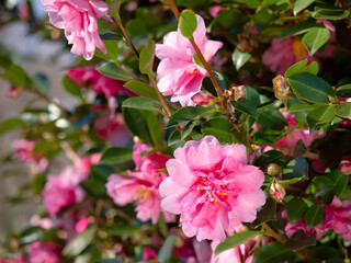 ピンクのサザンカ