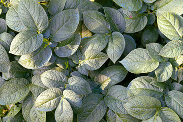 Green potato leaves with intricate texture in natural sunlight