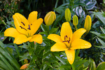 Vibrant yellow lilies with raindrops in lush garden setting