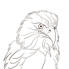 hand draw eagle head  black and white art