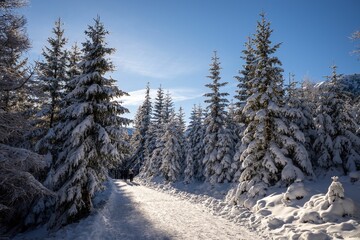 Scenic winter landscape with snow-covered pines.