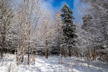 Snowy forest landscape under a clear blue sky.