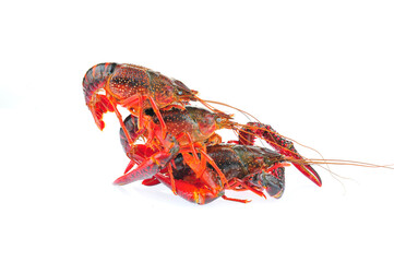 Lobster on a white background