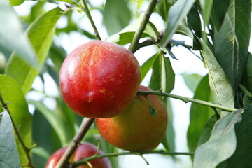 Organic peaches on tree branch