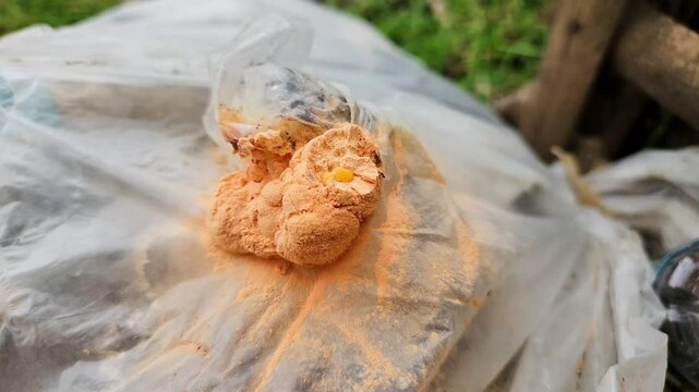 Orange mold on rotten sweet corn
