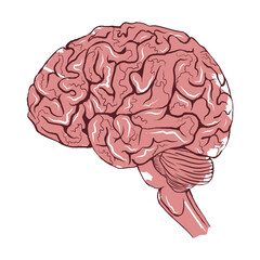 Drawing of the brain. Color illustration in sketch style. Vector