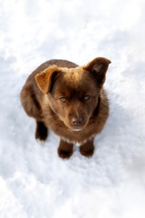 Brown mutt puppy dog sitting outdoor. Mix Breed