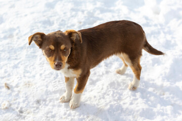 Brown stray mutt puppy dog in snow