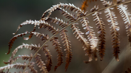 Macro de feuilles de fougère flétries
