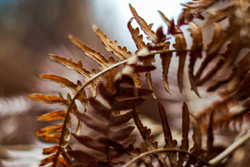 Macro de feuilles de fougère flétries