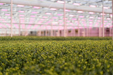 Rows of budding plants under pink grow lights in a greenhouse