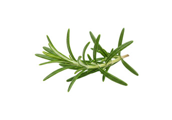 Fototapeta premium Fresh green sprig of rosemary, isolated on white background