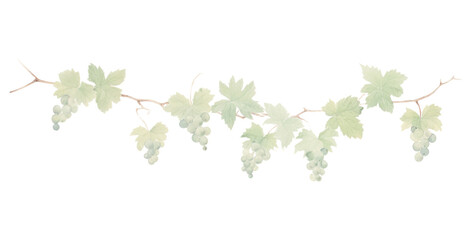 PNG Grapes leaves vine as line watercolour illustration plant leaf vineyard.