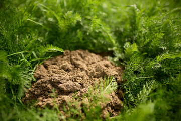 Close-up of soil and green plants