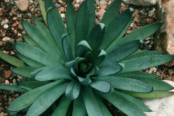 Agave plant with blue-toned black thorns