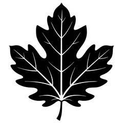 Fototapeta premium Oak leaf silhouette vector illustrati