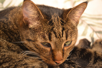 Striped kitten sleeps on the bed