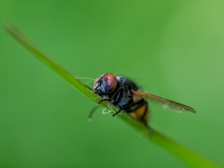 A lifeless fly rest on a leaf, its wings and legs in stillness